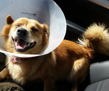 St Bethlehem Animal Clinic