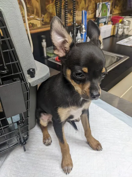 St Bethlehem Animal Clinic Picture 4