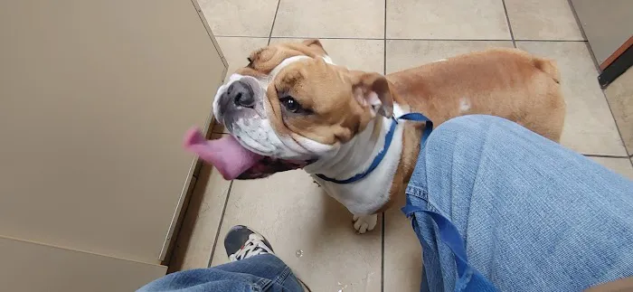 St Bethlehem Animal Clinic Picture 5