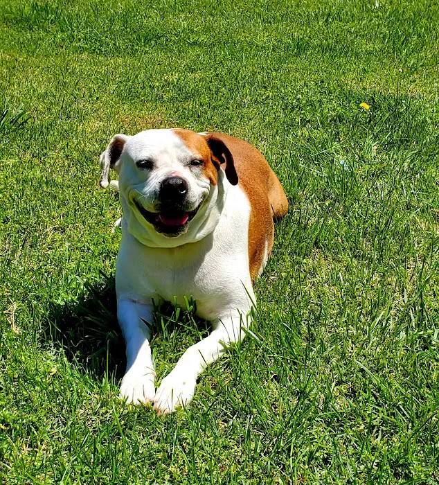 St Bethlehem Animal Clinic Picture 8