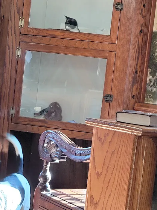 St Bethlehem Animal Clinic Picture 10