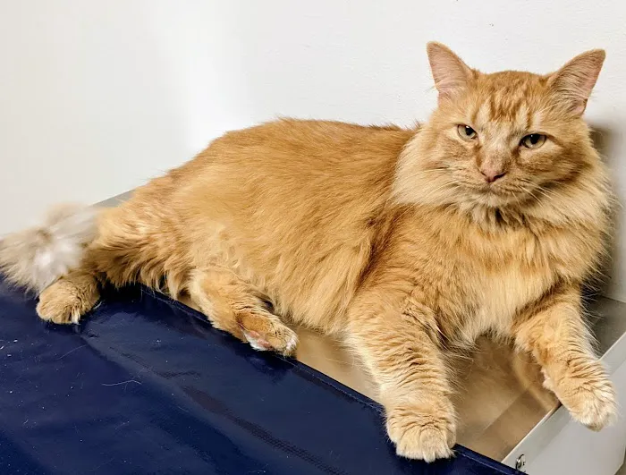 All God's Creatures Veterinary Clinic Picture 4