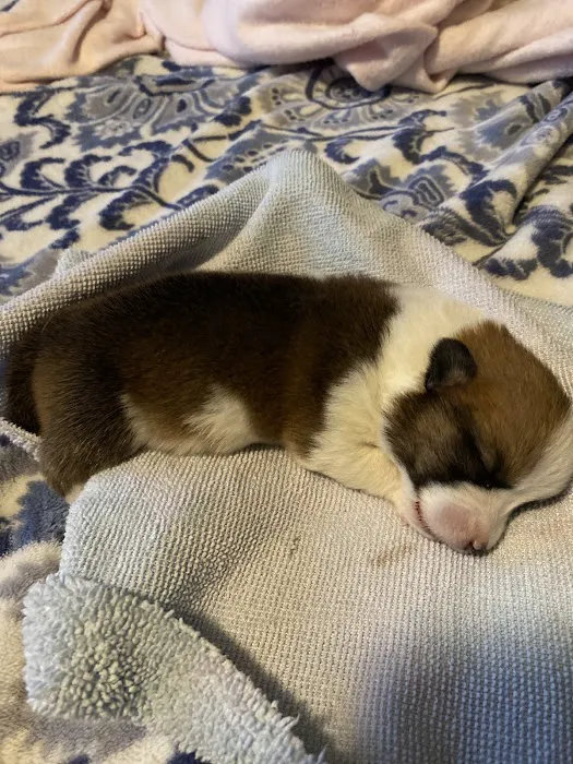 All God's Creatures Veterinary Clinic Picture 1