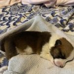 All God's Creatures Veterinary Clinic