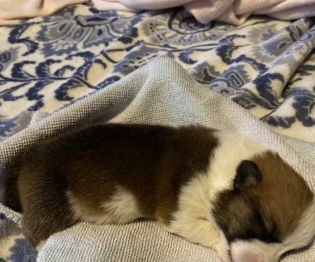 All God's Creatures Veterinary Clinic