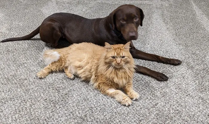 All God's Creatures Veterinary Clinic Picture 7