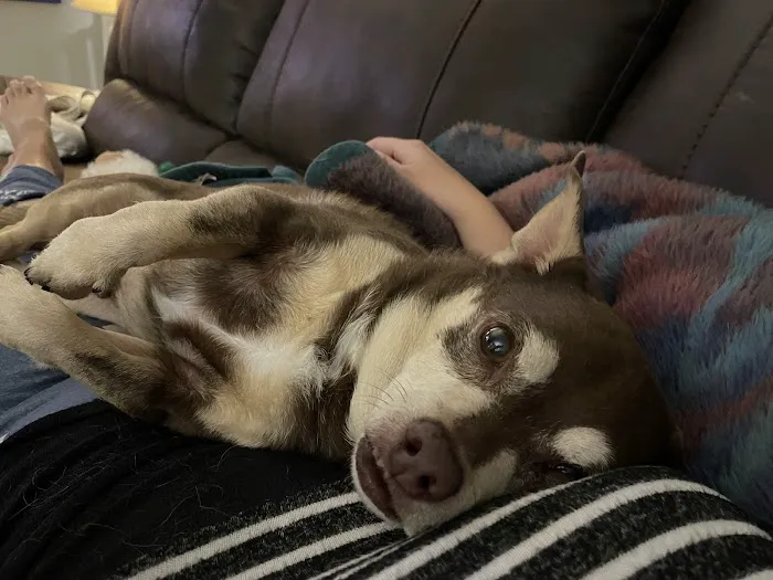 All God's Creatures Veterinary Clinic Picture 8