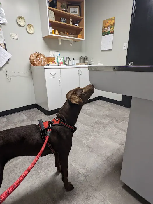 All God's Creatures Veterinary Clinic Picture 6