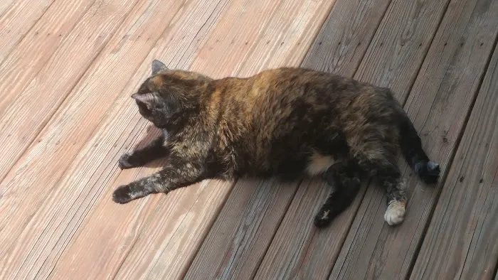 All God's Creatures Veterinary Clinic Picture 9