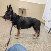 Blake Veterinary Clinic ico