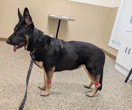 Blake Veterinary Clinic