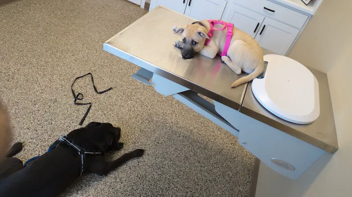 Blake Veterinary Clinic Picture 8