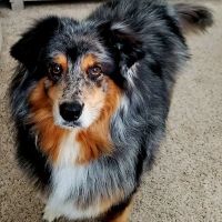 Banfield Pet Hospital ico