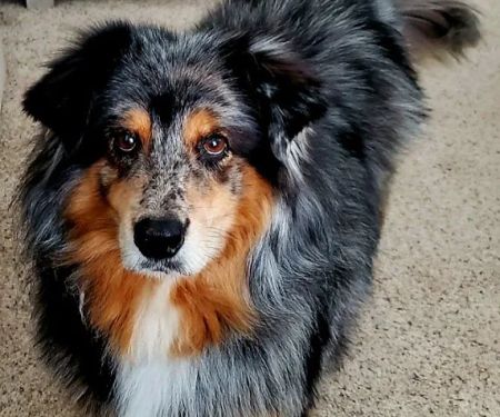 Banfield Pet Hospital