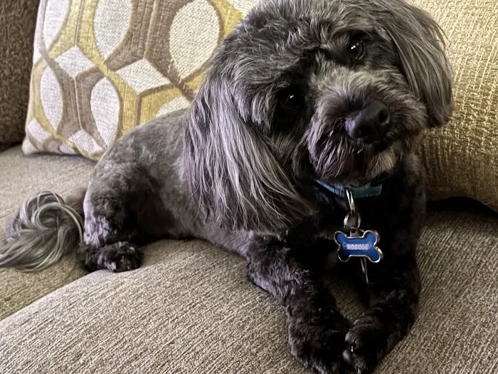 Banfield Pet Hospital Picture 3