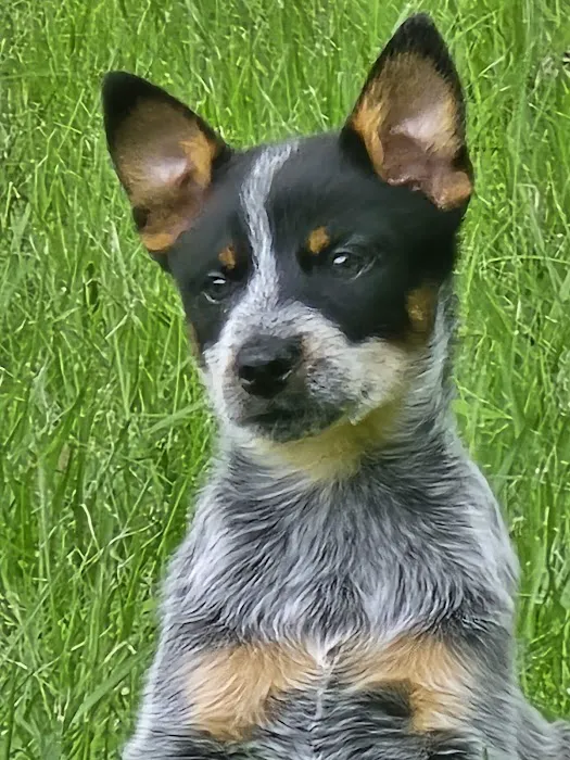 Banfield Pet Hospital Picture 6