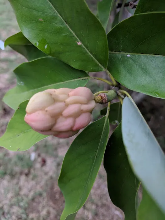 The Cats on Commerce Picture 2