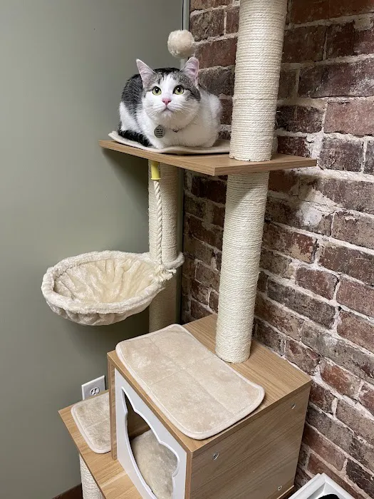 The Cats on Commerce Picture 4