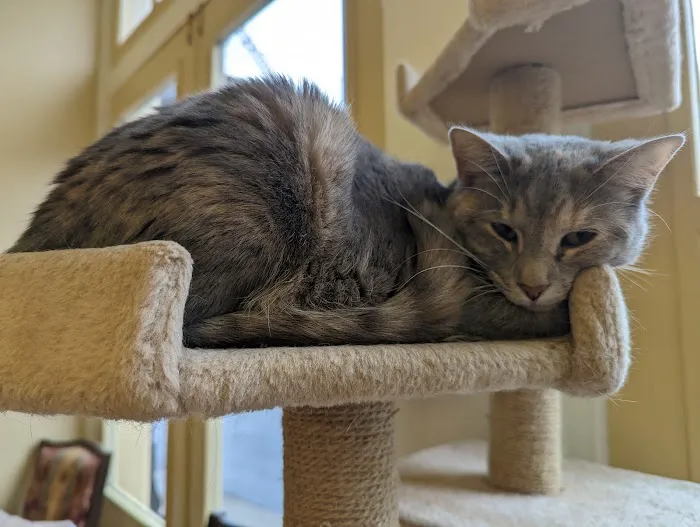 The Cats on Commerce Picture 8