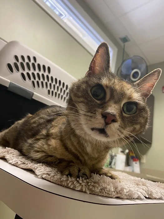 The Cats on Commerce Picture 10