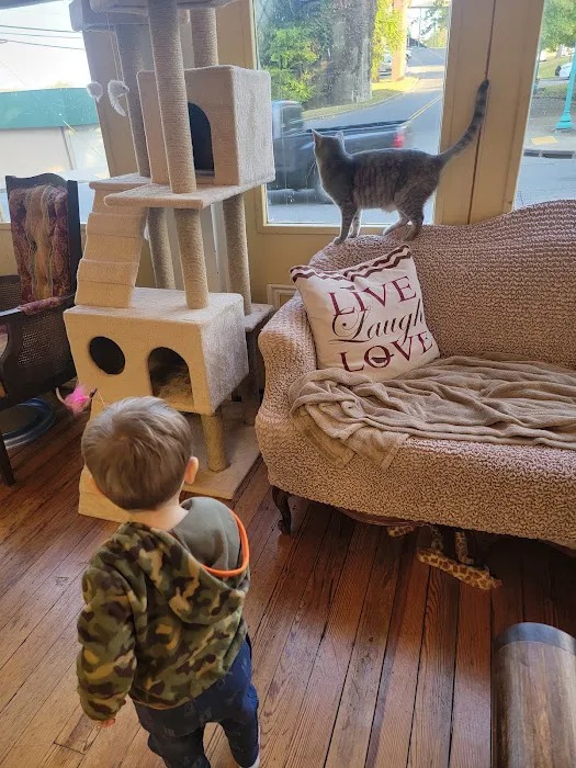 The Cats on Commerce Picture 9