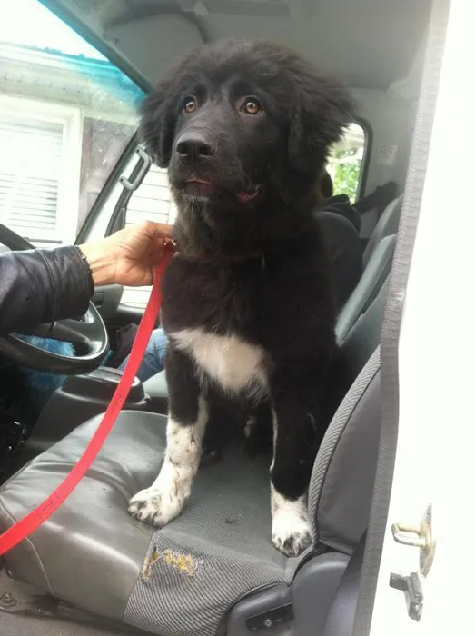 White Oak Animal Hospital - Clinic & Holistic Telemedicine Picture 1