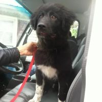 White Oak Animal Hospital - Clinic & Holistic Telemedicine ico