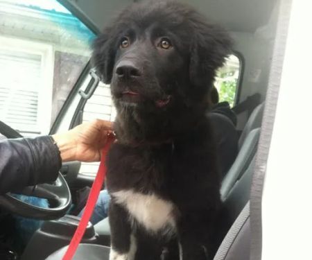 White Oak Animal Hospital - Clinic & Holistic Telemedicine