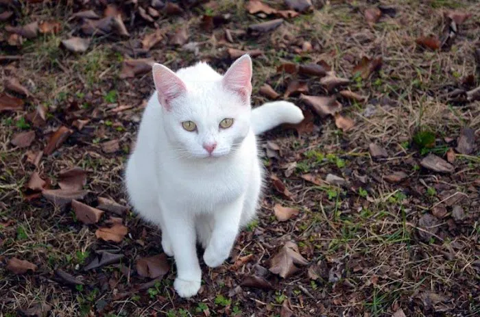 White Oak Animal Hospital - Clinic & Holistic Telemedicine Picture 4