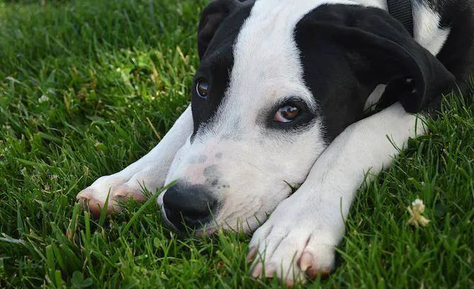 White Oak Animal Hospital - Clinic & Holistic Telemedicine Picture 3