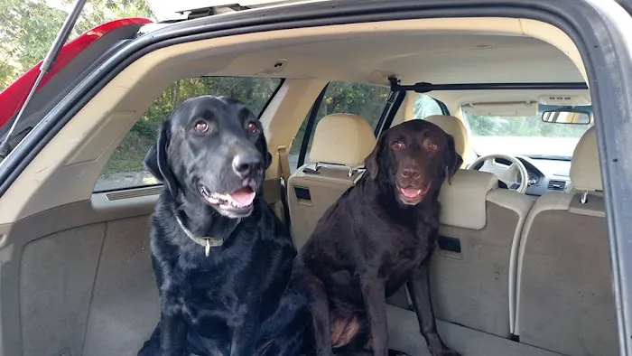 White Oak Animal Hospital - Clinic & Holistic Telemedicine Picture 6