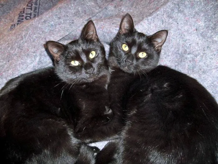 White Oak Animal Hospital - Clinic & Holistic Telemedicine Picture 5