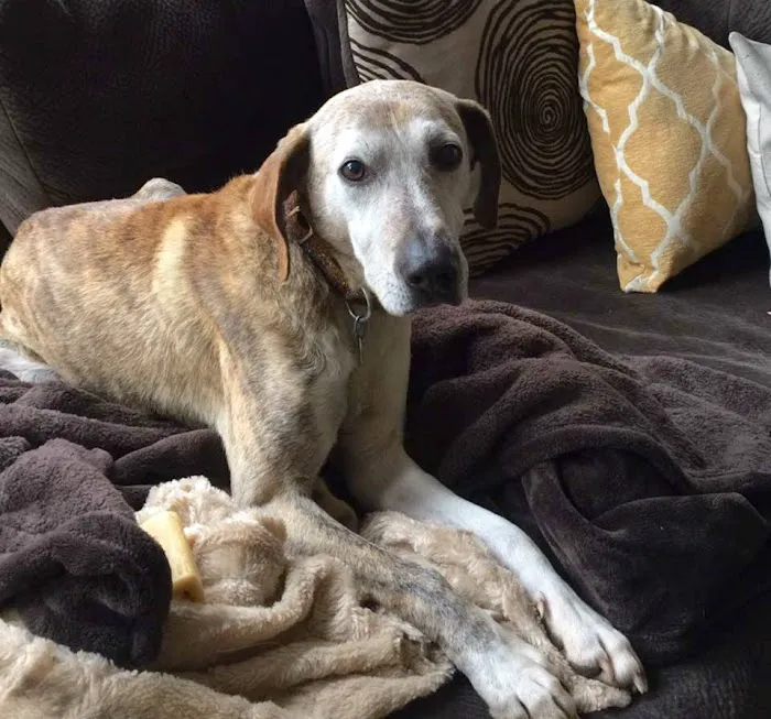 White Oak Animal Hospital - Clinic & Holistic Telemedicine Picture 7