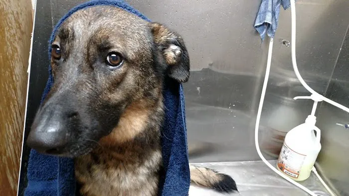 White Oak Animal Hospital - Clinic & Holistic Telemedicine Picture 10