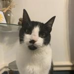 Fairview Animal Clinic