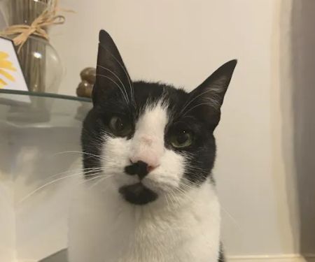 Fairview Animal Clinic