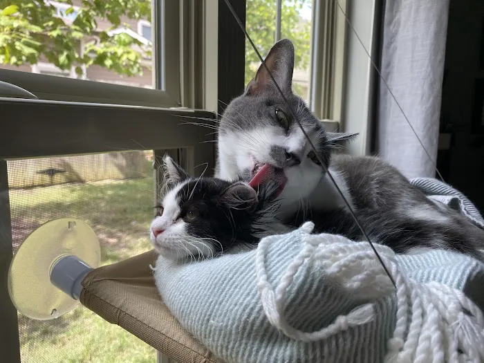 Fairview Animal Clinic Picture 3