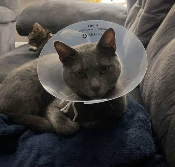 Fairview Animal Clinic Picture 7