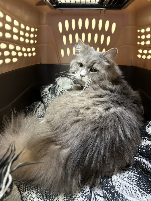 Animal Medical Hospital Picture 2