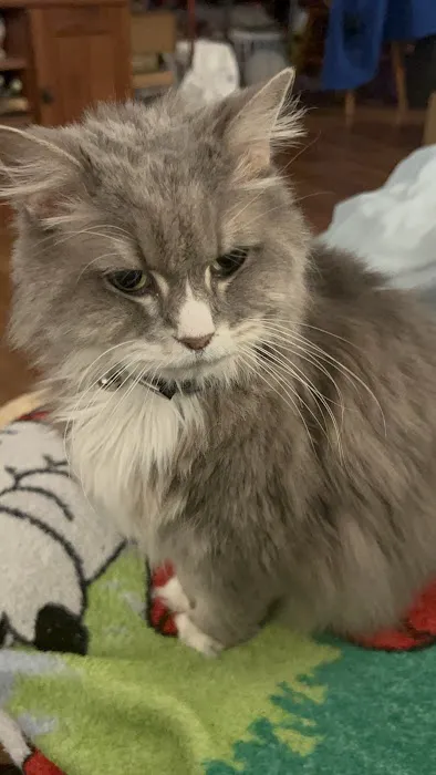 Animal Medical Hospital Picture 1