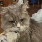 Animal Medical Hospital