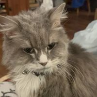 Animal Medical Hospital ico