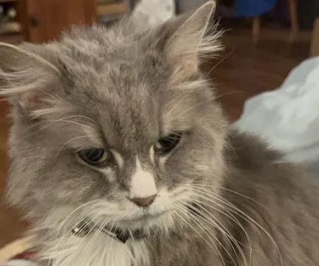 Animal Medical Hospital