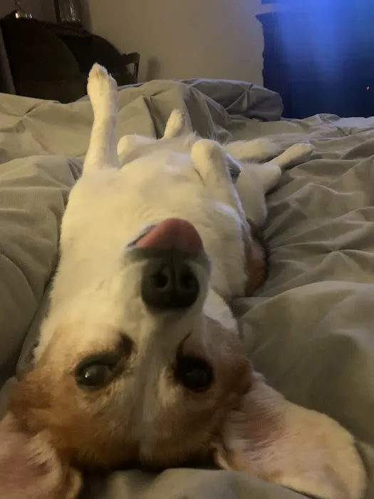 Animal Medical Hospital Picture 5