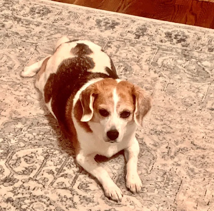 Animal Medical Hospital Picture 6