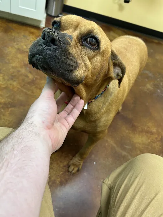 Animal Medical Hospital Picture 3