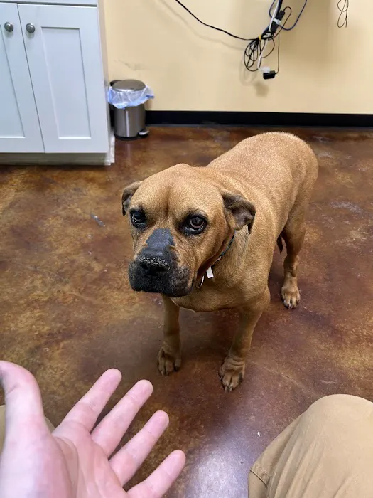 Animal Medical Hospital Picture 4