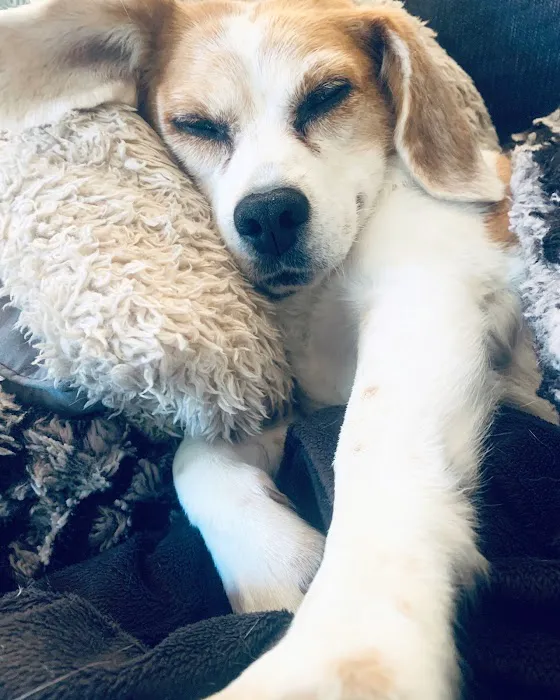 Animal Medical Hospital Picture 7