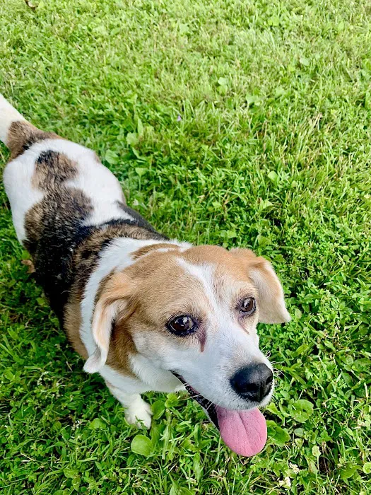 Animal Medical Hospital Picture 8