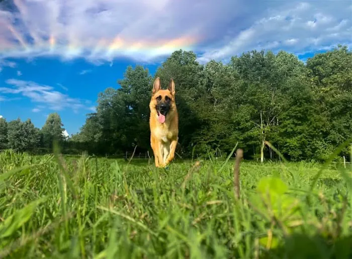 Animal Medical Hospital Picture 9